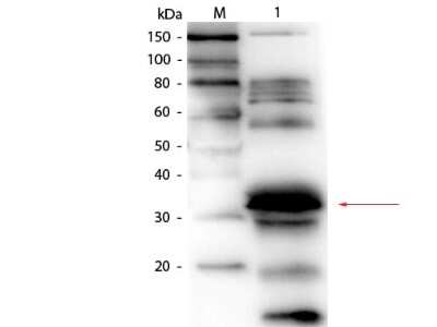 Western Blot: FOLR1 Antibody [Biotin] [NBP1-77706] - Lane 1: Blotto. Load: 50.0 ug per lane. Primary antibody: Goat anti-Folate Binding Protein (Bovine Milk) Antibody Biotin Conjugated at 1:1,000 overnight at 4C. Secondary antibody: HRP Streptavidin secondary antibody at 1:40,000 for 30 min at RT. Block: incubated with blocking buffer for 30 minutes at RT. Predicted/Observed size: 28 kDa, 30 kDa for Folate Binding Protein. Migrates slightly higher. Other band(s): non-specific proteins in Blotto.